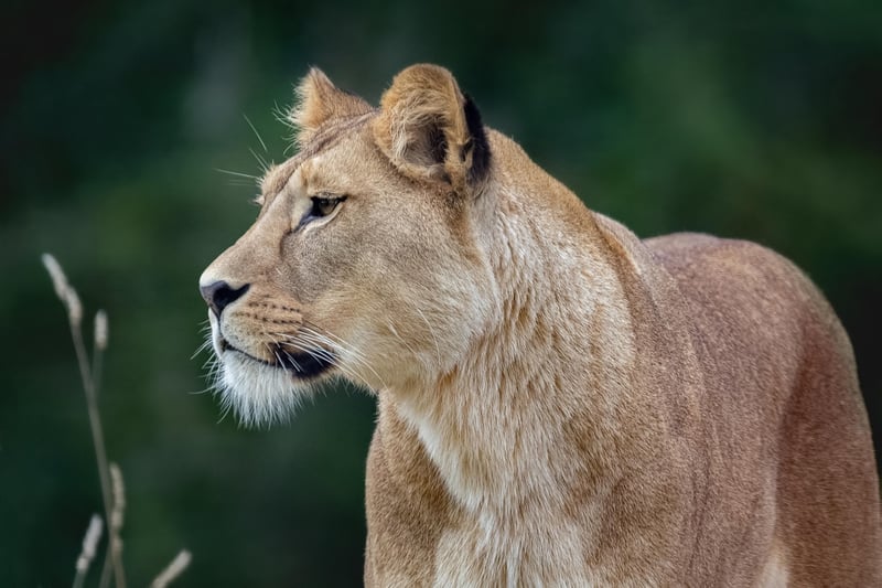 Untamed Beauty