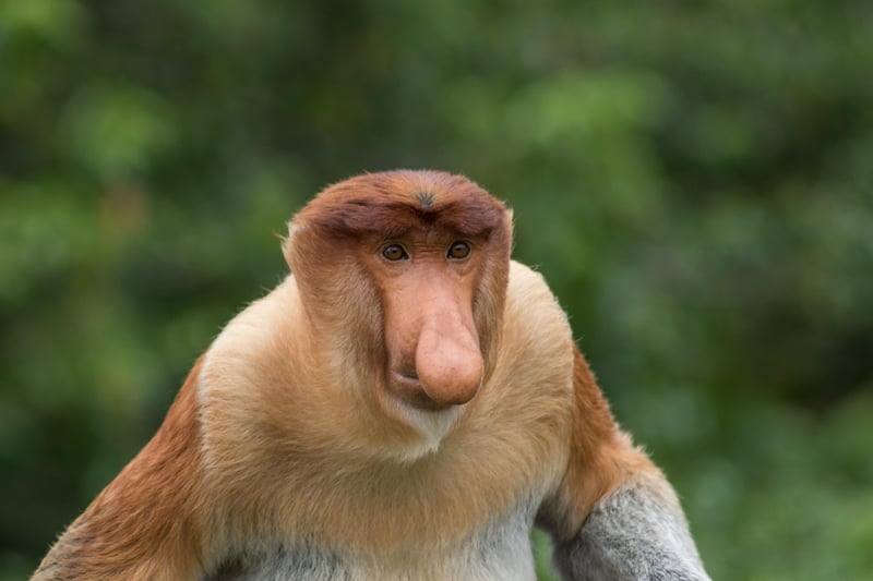 Borneo, Malaysia