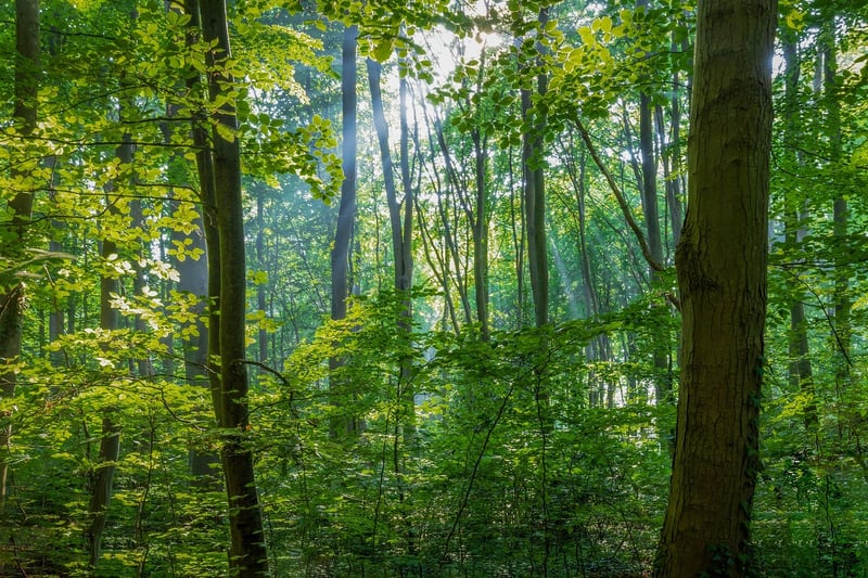 Forest Sunbeams